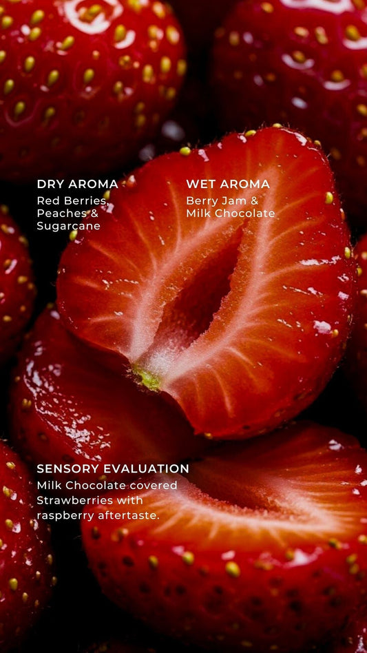 strawberry in loop grey soul coffee roasters