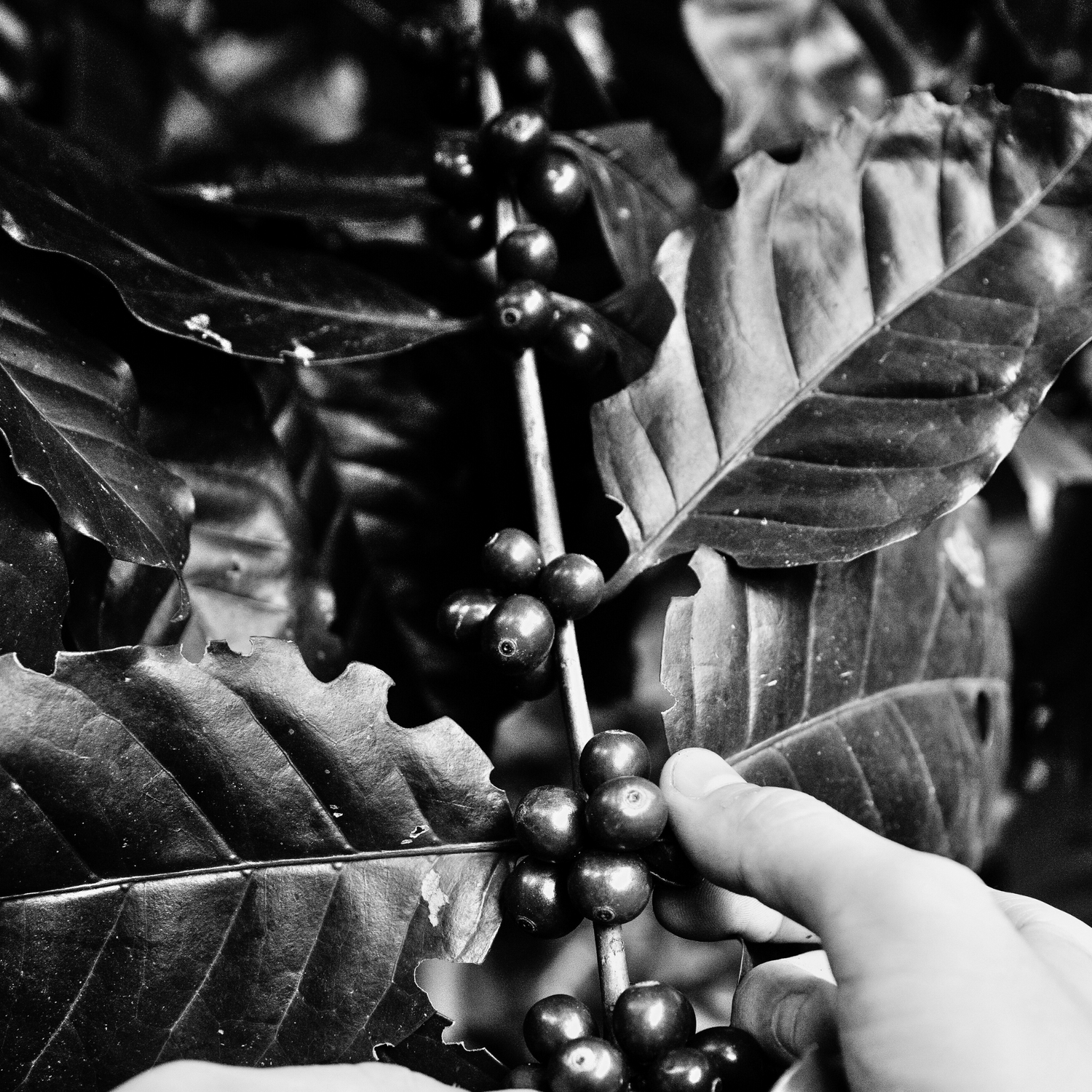 High Scoring Arabica